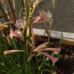 Cyrtanthus mackenii Flower