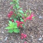 Weigela florida Folha