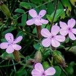 Saponaria ocymoides Floare
