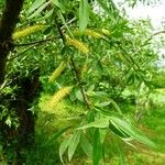 Salix alba Άλλα