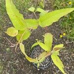 Corymbia citriodora List