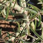 Euphorbia crotonoides Bark