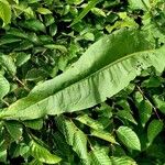 Rumex hydrolapathum Leaf