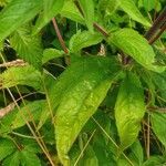 Eupatorium cannabinum Foglia