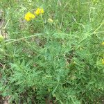 Medicago falcataList