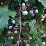 Ampelopsis glandulosa Fruit