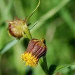 Senecio bigelovii Flor