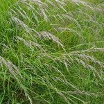 Calamagrostis canescens Λουλούδι