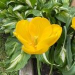 Tulipa spp. Květ
