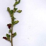 Dysphania pumilio Hoja