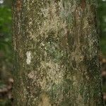 Pradosia ptychandra Bark