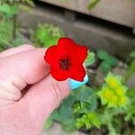 Linum grandiflorumLorea