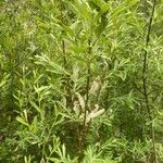 Salix viminalis Fleur