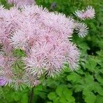 Thalictrum aquilegiifolium പുഷ്പം