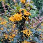 Berberis darwinii Vekstform