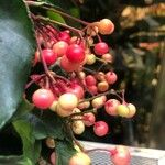 Ardisia crenata Gyümölcs