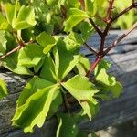 Cissus trifoliata Leaf