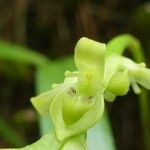Bulbophyllum conicum Blüte