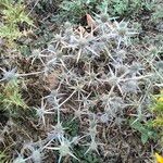 Eryngium creticum পাতা
