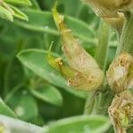 Sophora alopecuroides Fruit