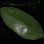 Micropholis egensis Leaf