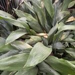 Aspidistra elatior Lapas