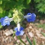 Salvia uliginosa Blomma