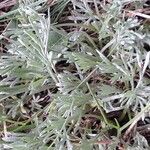 Artemisia umbelliformis Blad