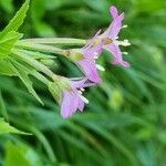 Epilobium alpestre Flor