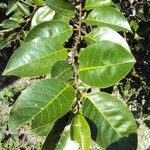 Annona glabra Feuille