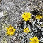 Jacobaea uniflora Folio