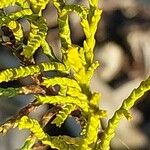 Veronica orchidea Leaf