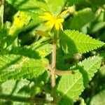 Corchorus orinocensis Flower