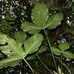 Philodendron rothschuhianum Otro