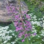 Epilobium angustifoliumFlor