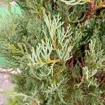 Cupressus sempervirensLapas