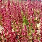 Rumex bucephalophorus Leht