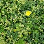 Alchemilla alpigena Květ