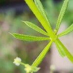 Galium spurium Leaf