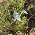 Conostomium quadrangulare Flor