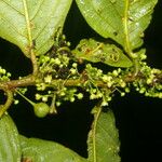 Colubrina spinosa Ліст