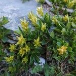 Salix serpillifolia Blomma