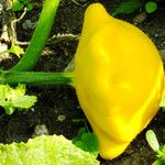 Cucurbita pepo Fruit