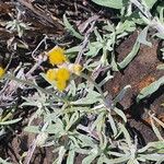 Helichrysum odoratissimum Natur