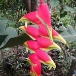 Heliconia rostrataപുഷ്പം