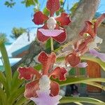 Vanda limbata Flower