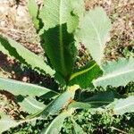 Lactuca virosa Foglia