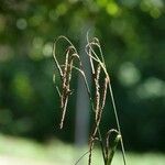 Carex pendula Leaf