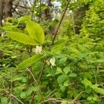 Lonicera xylosteumКветка