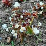 Begonia cucullata Alkat (teljes növény)